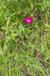 Woodland poppymallow